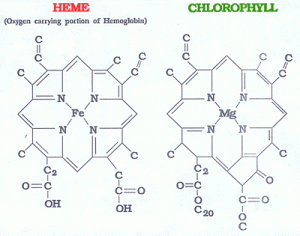 hemoglobina asem clorofila